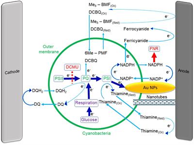 Harnessing photosynthesis to produce electricity using cyanobacteria, green algae, seaweeds and plants